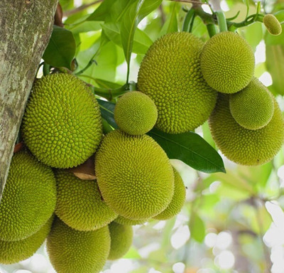 AMGREENWORLD Jackfruit Plant(Hybrid, Pack of 1)