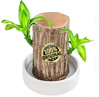 Cloud Farm Mini Brazalian wood(Hybrid, Pack of 1)