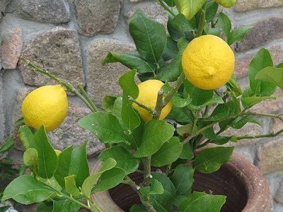 MAMONI TRADERS Lemon Plant(Hybrid, Pack of 1)