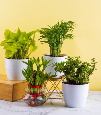 Bakuchi Money Plant(Hybrid, Pack of 1)