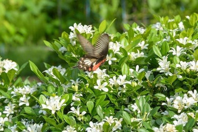 Ganapati tradres Madhu Kamini Plant(Hybrid, Pack of 1)