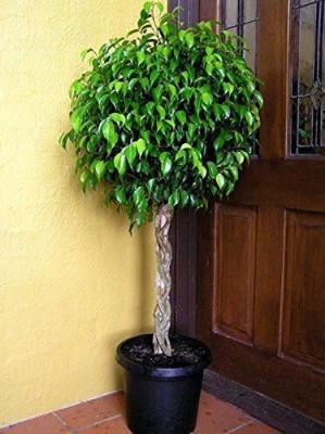 Cloud Farm Ficus Plant(Hybrid, Pack of 1)