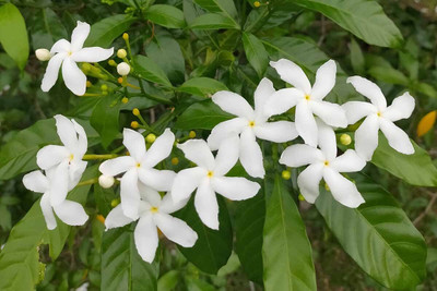 the green dotcom Jasmine Plant(Hybrid, Pack of 1)