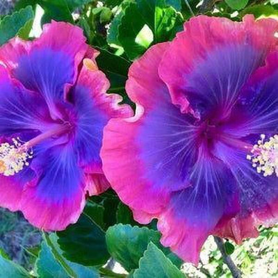 PetalPath Hibiscus Plant(Hybrid, Pack of 1)