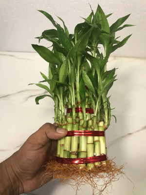 BloomShadow Lucky Bamboo Plant(Hybrid, Pack of 1)