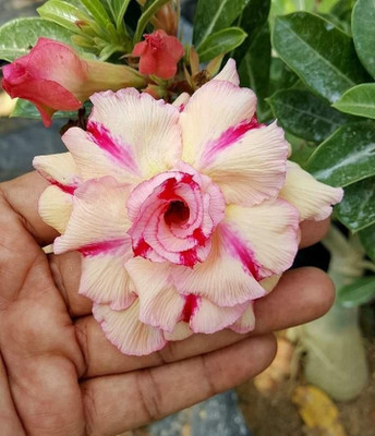Axotic Grafted Adenium Plant(Hybrid, Pack of 1)