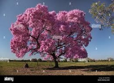 KUMUBON Tabebuia rosea(Hybrid, Pack of 1)