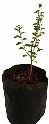 AFARTIOBINA Shami/Jand Plant(Hybrid, Pack of 1)