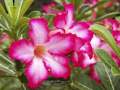 Elanthalir Adenium Plant(Hybrid, Pack of 1)