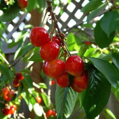 the green dotcom Cherry Fruit Plant(Hybrid, Pack of 1)