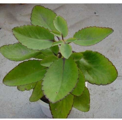 Cloud Farm Bryophyllum Pinnatum/Patharchatta Plant(Hybrid, Pack of 1)