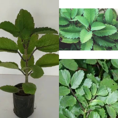 Cloud Farm Bryophyllum Pinnatum/Patharchatta Plant(Hybrid, Pack of 1)