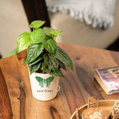 BALUBITA Betel Leaf Plant(Hybrid, Pack of 1)