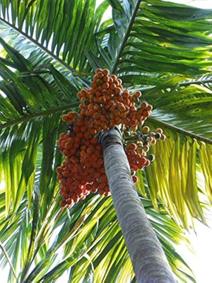 KNursery Betel Nut/Supari Plant(Hybrid, Pack of 1)