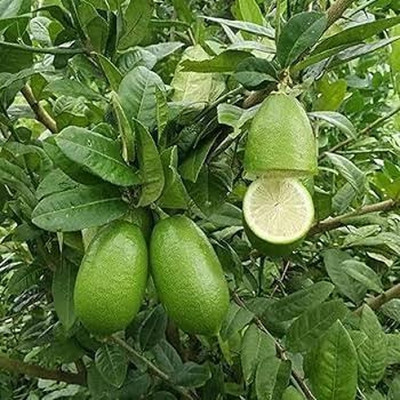 Shree krishna bhander Lemon Plant(Hybrid, Pack of 1)