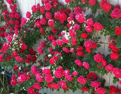 Samarthgreens Rose Plant(Hybrid, Pack of 1)