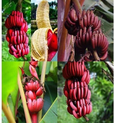 SANJU Banana Plant(Hybrid, Pack of 1)