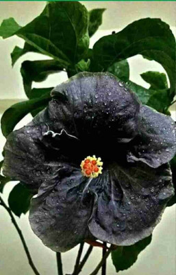 PB honey priya plant Hibiscus Plant(Hybrid, Pack of 1)