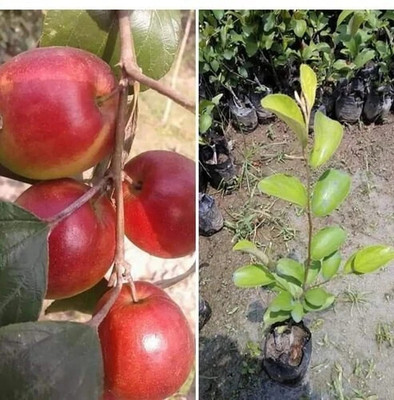 Yashiv Ber Apple Plant(Hybrid, Pack of 1)