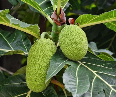 GreenyOn Breadfruit Plant(Hybrid, Pack of 1)