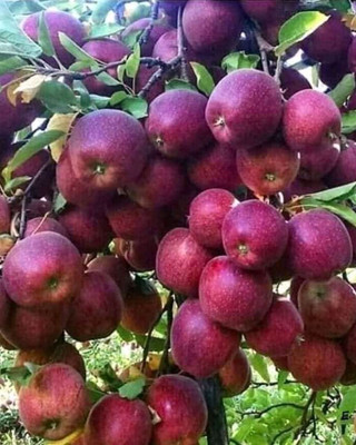 BREEZY BLOOMS Apple Plant(Hybrid, Pack of 1)