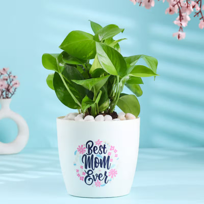 Floweraura Money Plant(Pack of 1)