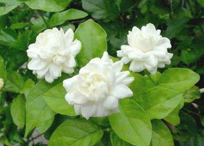 SKDIYA Mogra Flowering Plant, Jasmine Plant(Hybrid, Pack of 1)