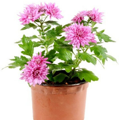 Bee Green Chrysanthemum(Hybrid, Pack of 1)