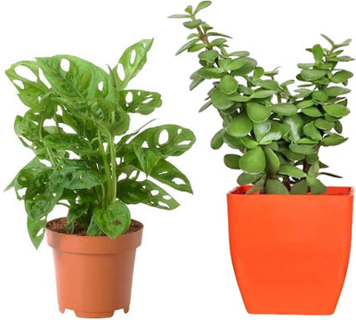 AVR Happiness inhouse Succulents Plant(Pack of 2)