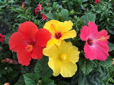 Cloud Farm Hibiscus Plant(Hybrid, Pack of 4)