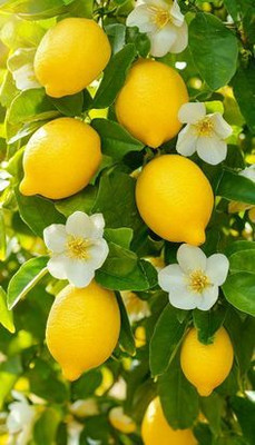 MAITRA AND SONS Lemon Plant(Hybrid, Pack of 1)