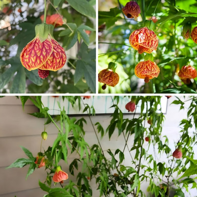 GLOBQRO Hibiscus Plant(Hybrid, Pack of 1)
