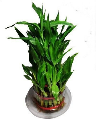 GeenLk Golden Money Plant(Hybrid, Pack of 1)