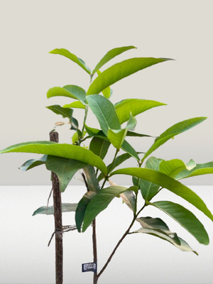 BUEEARTH Water Apple Red Plant(Pack of 1)