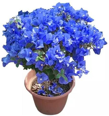 Dream malll Baugainvillea Plant(Hybrid, Pack of 1)