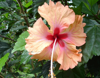 Bakuchi Hibiscus Plant(Hybrid, Pack of 1)