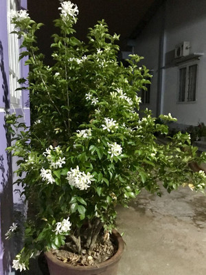 BREEZY BLOOMS Madhu Kamini Plant(Hybrid, Pack of 1)