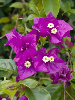 SSalerBazar Bougainvillea Plant(Hybrid, Pack of 1)