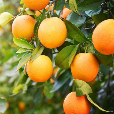 ibains Lemon Plant(Hybrid, Pack of 1)
