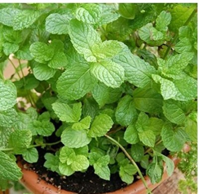 KANAYA Mint/Pudina Hybrid Seed(200 per packet)