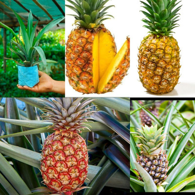 Cloud Farm Pine Apple Plant(Hybrid, Pack of 1)
