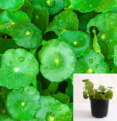 GREENCITY Centella Plant(Hybrid, Pack of 1)