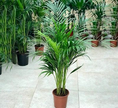Oxygreenplant Areca Palm(Hybrid, Pack of 1)