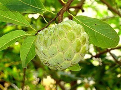 greenhousestore Custard Apple Plant(Hybrid, Pack of 1)