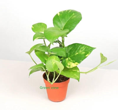 Green view Money Plant(Hybrid, Pack of 1)
