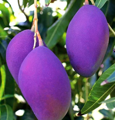 BALA PLANT CREATION Mango Plant(Hybrid, Pack of 1)
