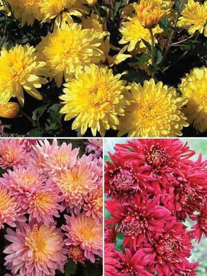Cloud Farm Chrysanthemum(Hybrid, Pack of 3)