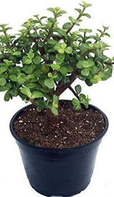 NB NB trading Jade Plant(Hybrid, Pack of 1)