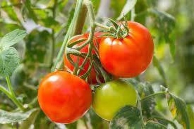 Cloud Farm Tomato Plant(Hybrid, Pack of 1)