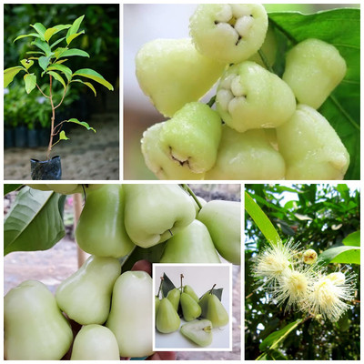 Cloud Farm Wax Apple White Wax Fruit(Hybrid, Pack of 1)